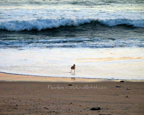 Sandpiper Large Photo Art Print On Canvas - Fearless - Maven Flair